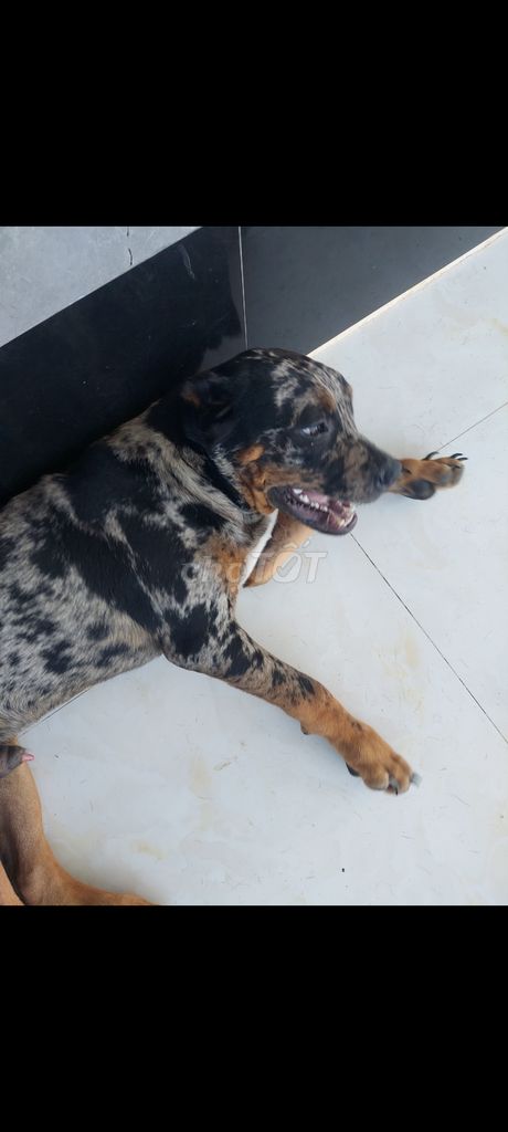 Chó Bandog 6.5 tháng. Mua bán Chó tại Thành phố Phan Thiết Bình Thuận được đăng bởi Tung Nguyen hình 1