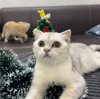 Mèo Anh Lông Ngắn Xã Rẻ 1000k. Mua bán Mèo tại Quận Tân Bình Tp Hồ Chí Minh được đăng bởi Noka Pet