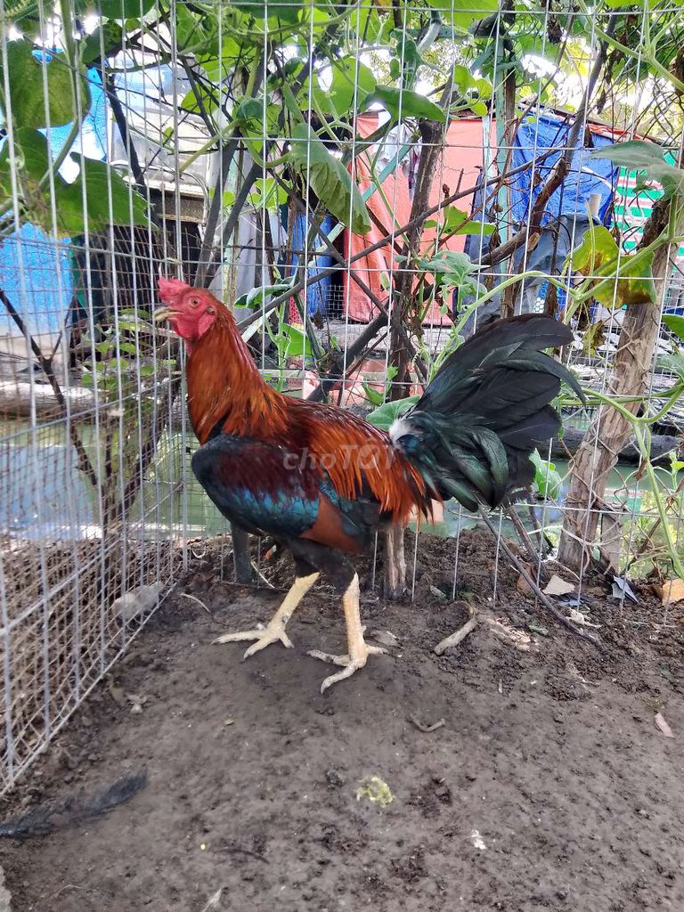 Gà trống Nâu đỏ Đực. Mua bán Gà tại Thị xã Tân Uyên Bình Dương được đăng bởi buivanthanh  hình 1