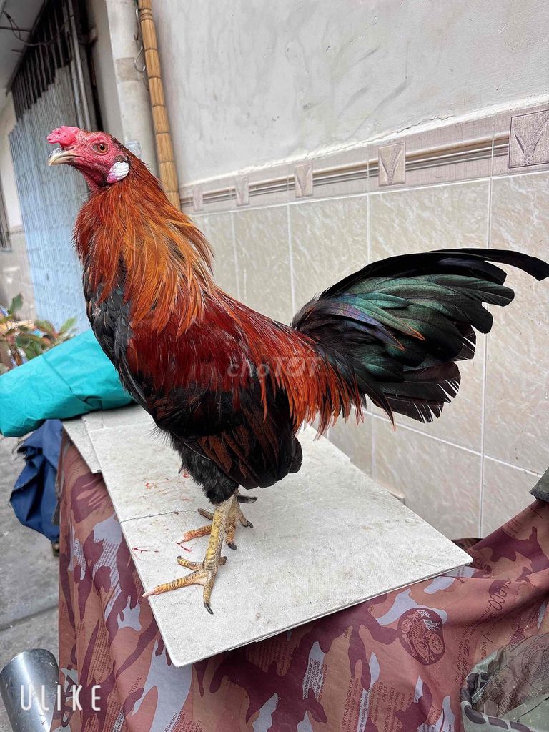 Gà chọi Đực 1.22kg Đỏ đen. Mua bán Gà tại Quận 6 Tp Hồ Chí Minh được đăng bởi gà tre hình 1