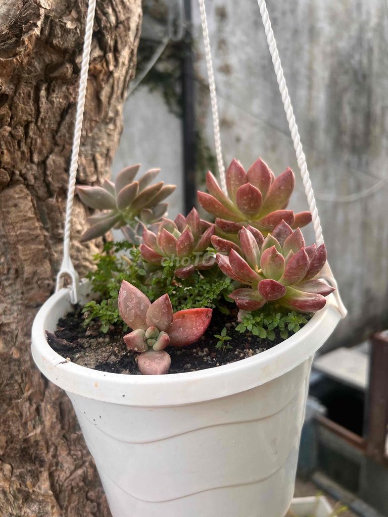 Sen đá mix. Mua bán Cây cảnh, đồ trang trí tại Thành phố Nha Trang Khánh Hòa được đăng bởi Vi hình 1