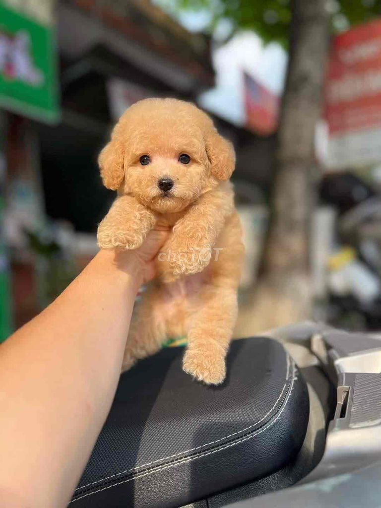 Poodle vàng mơ đáng iu . Mmmm