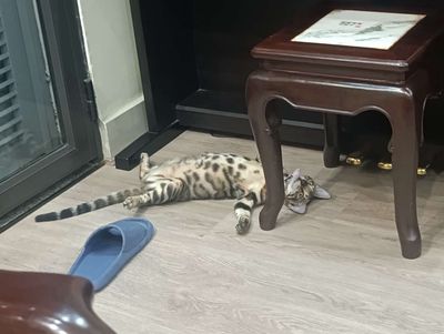 Mèo Bengal cái