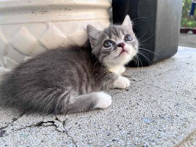 Mèo Anh lông ngắn đực Xám trắng Lùn 1 khúc