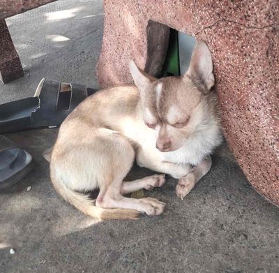 thúcưngsiêudễthương