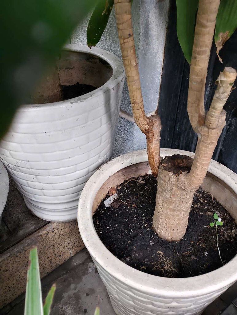 Cây phát tài gốc mười mấy năm 300k. Mua bán Cây cảnh, đồ trang trí tại Quận Tân Phú Tp Hồ Chí Minh được đăng bởi anh hình 1