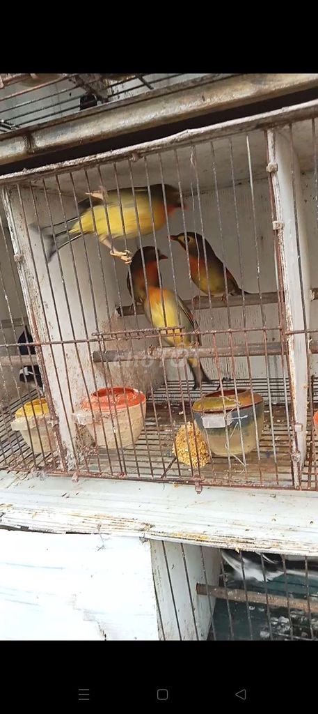 Chim Quế Lâm nhiều màu. Mua bán Chim tại Quận Long Biên Hà Nội được đăng bởi tổng kho gia dụng  hình 1