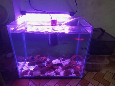 Thanh lý combo hồ cá tặng kèm cá. Mua bán Phụ kiện, Thức ăn, Dịch vụ tại Quận 11 Tp Hồ Chí Minh được đăng bởi Clover  Ngay