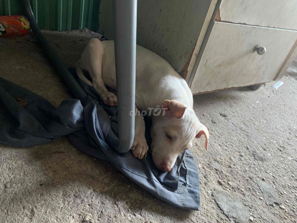 ai nuoi cún alo. Mua bán Chó tại Thành phố Thủ Dầu Một Bình Dương được đăng bởi Hoakiểngbảolong hình 1