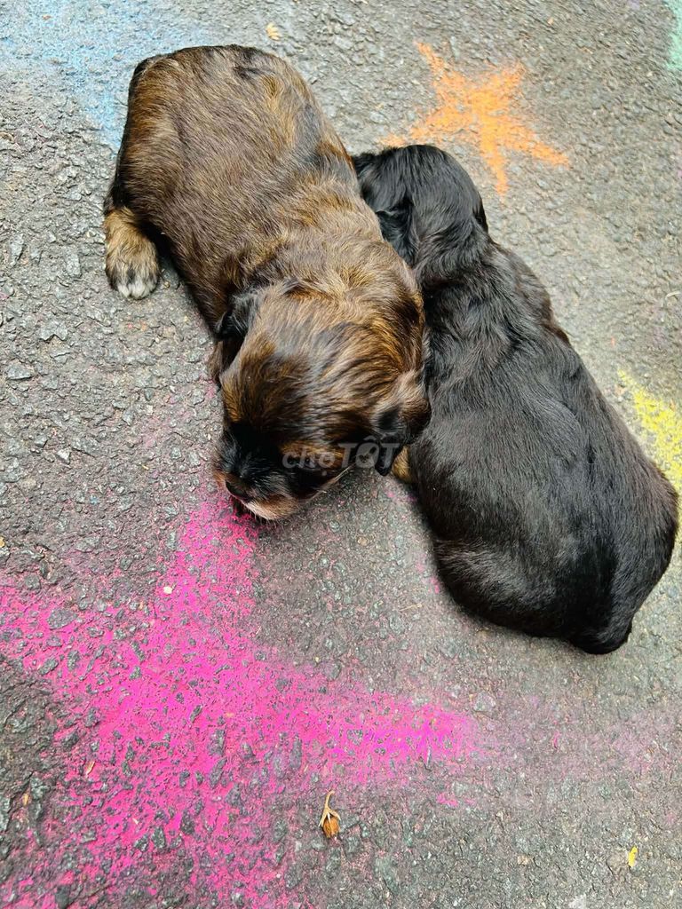 Chó Nhật lai Poodle con Nâu Đen. Mua bán Chó tại Quận Tân Phú Tp Hồ Chí Minh được đăng bởi Tên chưa cung cấp hình 1