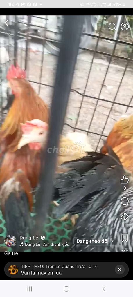 Gà tre đực nhiều màu. Mua bán Gà tại Quận Long Biên Hà Nội được đăng bởi tổng kho gia dụng  hình 1