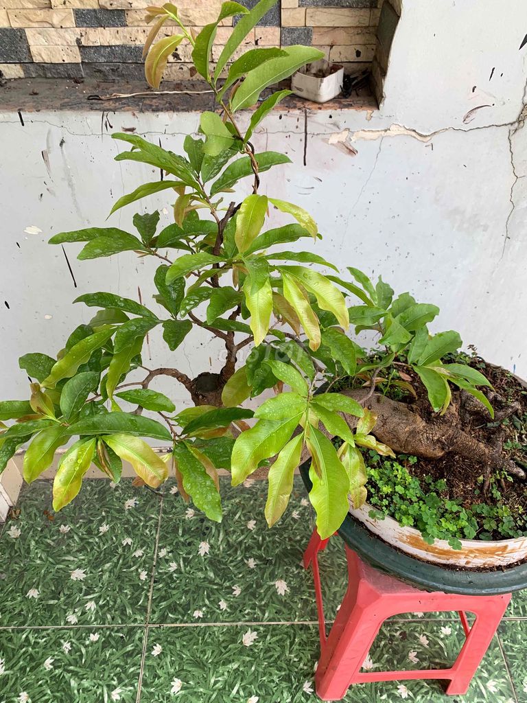 mai vàng bonsai ghép siêu bông sài gòn