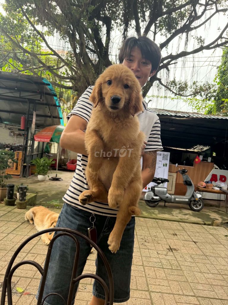 Chó Golden cái hơn 2 tháng đã tiêm. Mua bán Chó tại Huyện Đơn Dương Lâm Đồng được đăng bởi Huy Quốc hình 1