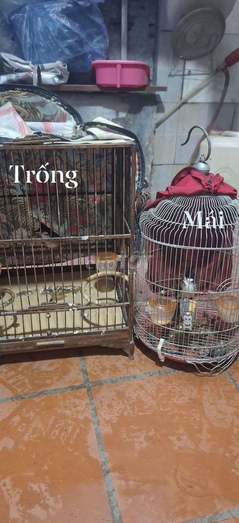 Chim cảnh cả trống và mái. Mua bán Chim tại Quận Thanh Xuân Hà Nội được đăng bởi nguyễn hà  hình 1