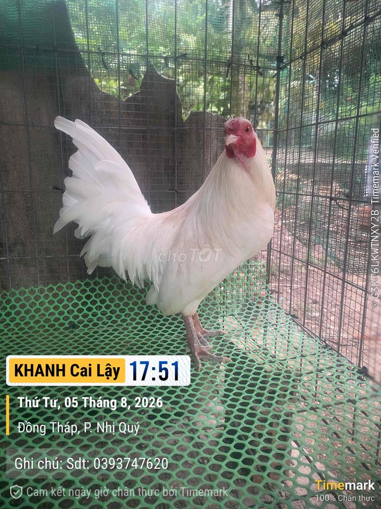 Gà kiểng Trắng Đực 1.1kg Chân xanh. Mua bán Gà tại Thị xã Cai Lậy Tiền Giang được đăng bởi Nguyen Cong Khanh hình 1