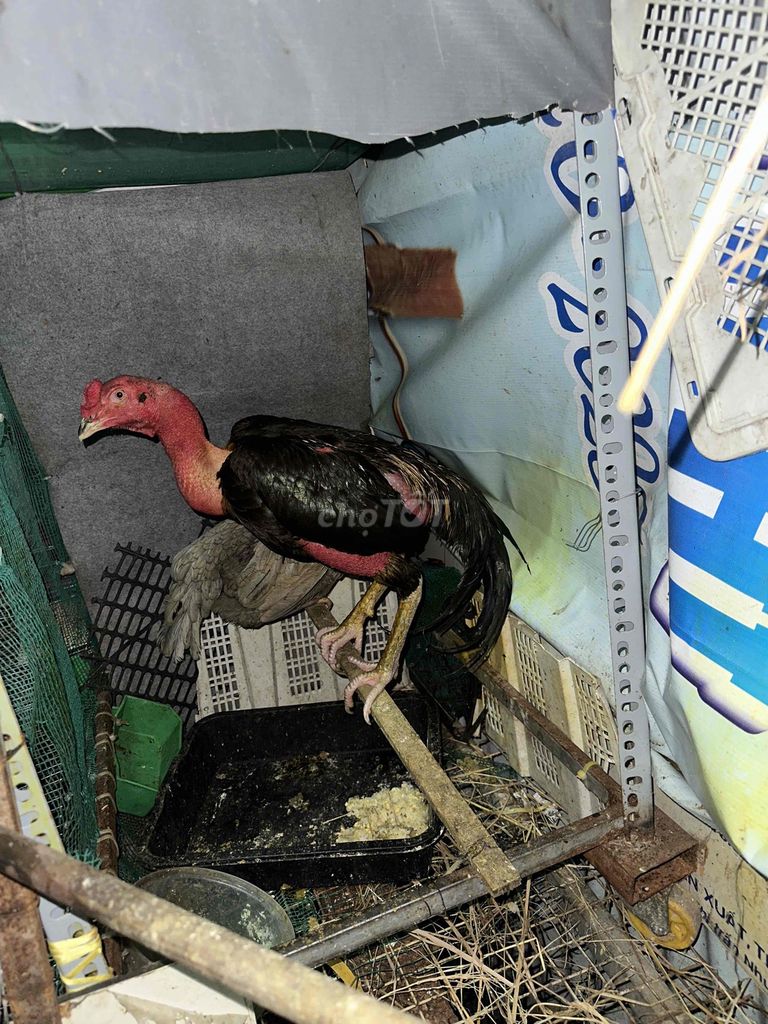 gà đòn ô chuối 50/thái 50 việt. Mua bán Gà tại Quận 12 Tp Hồ Chí Minh được đăng bởi Nam Anh hình 1