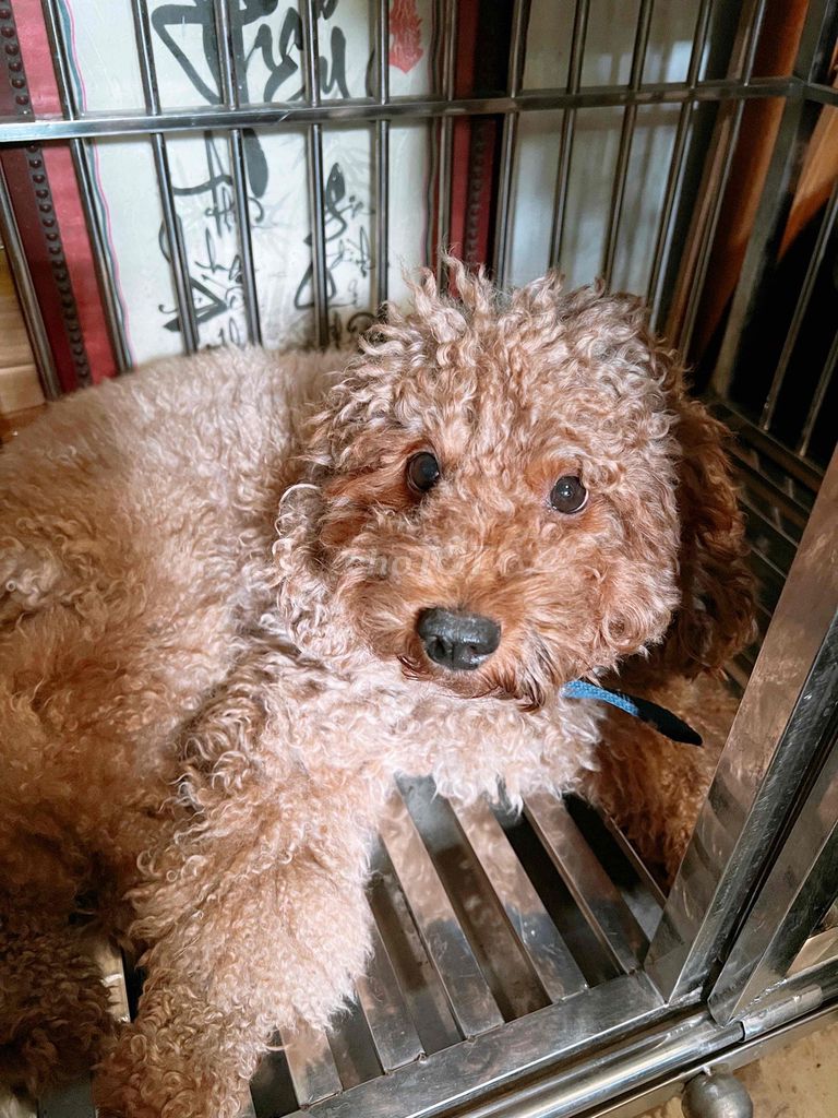 Chó Poodle Toy đực 2 tuổi. Mua bán Chó tại Quận Bình Tân Tp Hồ Chí Minh được đăng bởi BẢO KHÁNH hình 1