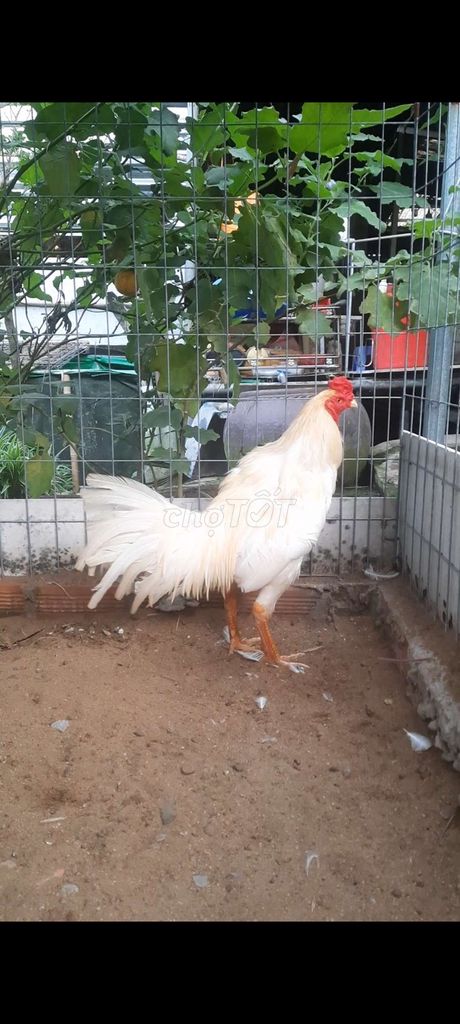 Gà chọi Trắng 2.9kg. Mua bán Gà tại Huyện Cần Giuộc Long An được đăng bởi Điện Đoàn hình 1