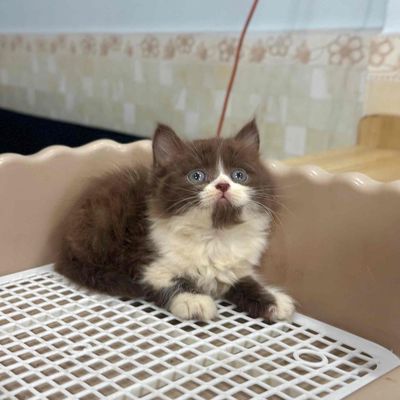 Mèo đực 2 tháng tuổi