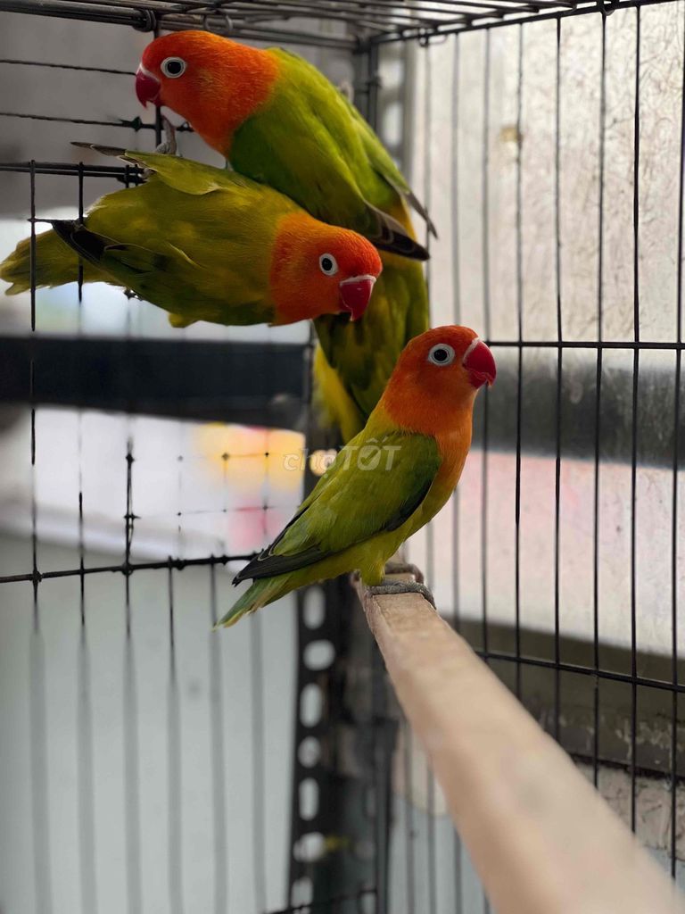 vẹt love bird màu đẹp. Mua bán Chim tại Thành phố Thủ Đức Tp Hồ Chí Minh được đăng bởi Lê Thanh Tùng hình 1
