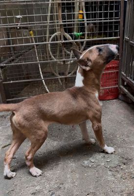 Chó sục bò Bull Terrier cái bán hoặc giao lưu