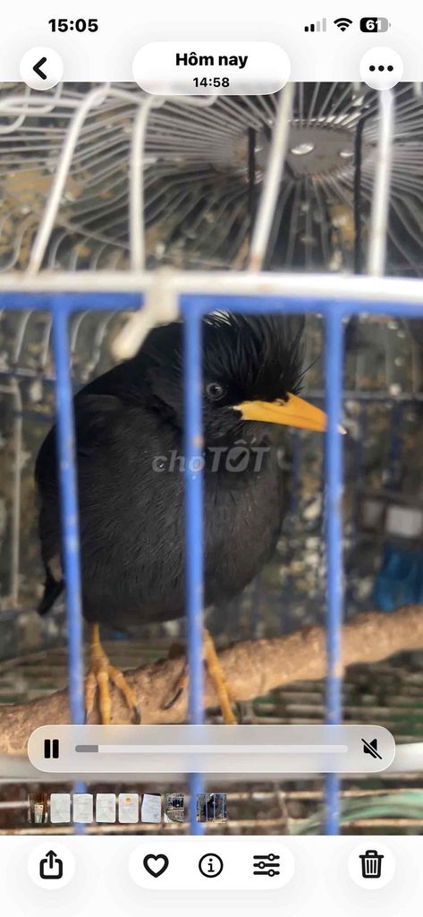 Chim Sáo đen 8 tháng tuổi. Mua bán Chim tại Huyện Thường Xuân Thanh Hóa được đăng bởi phương nam hình 1