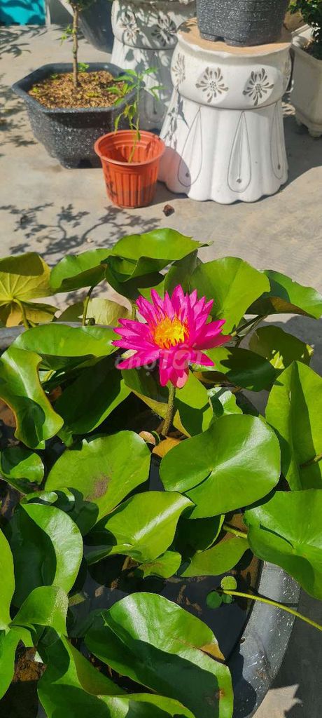 Chậu Súng hồng ĐK: 58cm. Mua bán Cây cảnh, đồ trang trí tại Huyện Nhà Bè Tp Hồ Chí Minh được đăng bởi a Điền hình 1