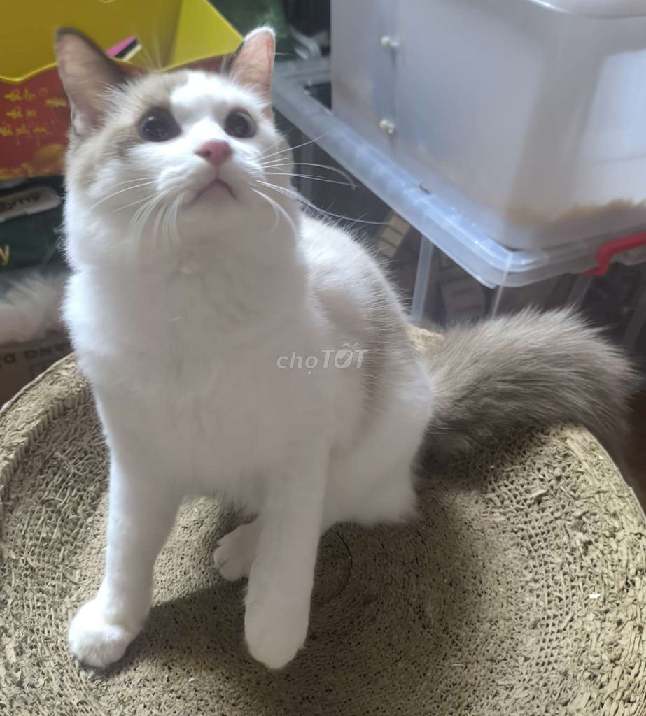 Mèo Ragdoll. Mua bán Mèo tại Quận Gò Vấp Tp Hồ Chí Minh được đăng bởi nguyễn tuấn kiệt hình 1
