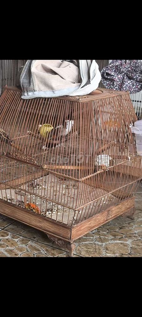 Bộ Chim chào mào trống 2 mùa không lỗi. Mua bán Chim tại Quận 12 Tp Hồ Chí Minh được đăng bởi Chung hình 1