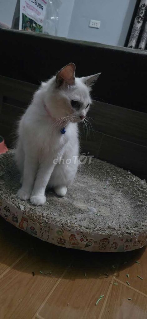 Mèo Trắng. Mua bán Mèo tại Quận Nam Từ Liêm Hà Nội được đăng bởi Kien Phuong hình 1