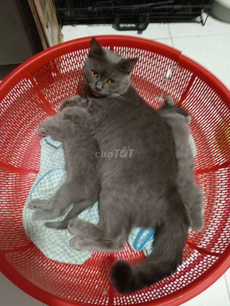Mèo anh xám bạc