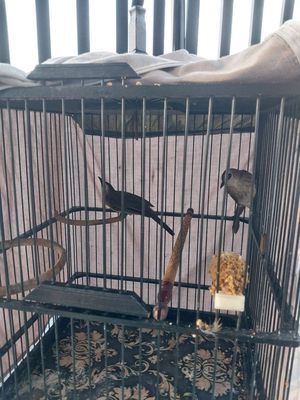 Chim hoành hoạch. Mua bán Chim tại Thành phố Thuận An Bình Dương được đăng bởi đăng khoa