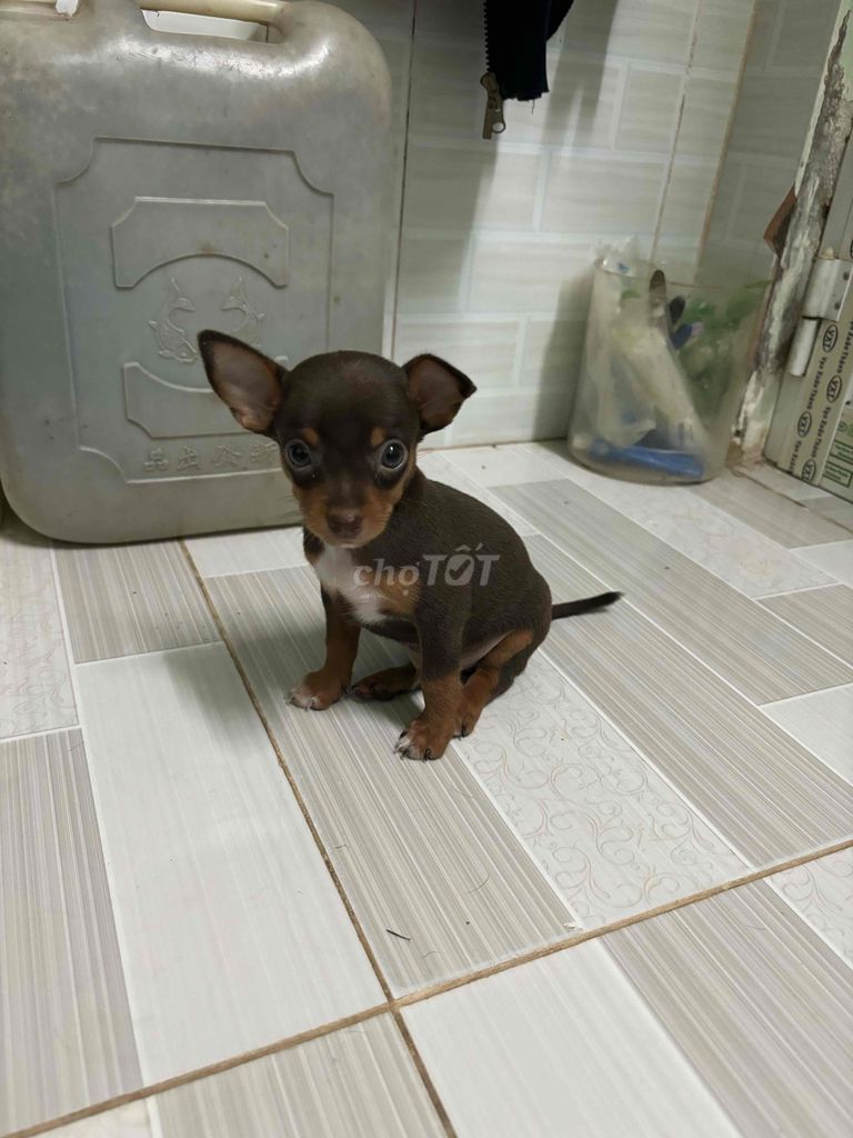 chó đực phốc hưu tìm người nhận cho nhà. Mua bán Chó tại Quận 7 Tp Hồ Chí Minh được đăng bởi Meo123 hình 1