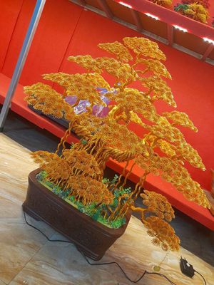Cây tùng bonsai tài lộc