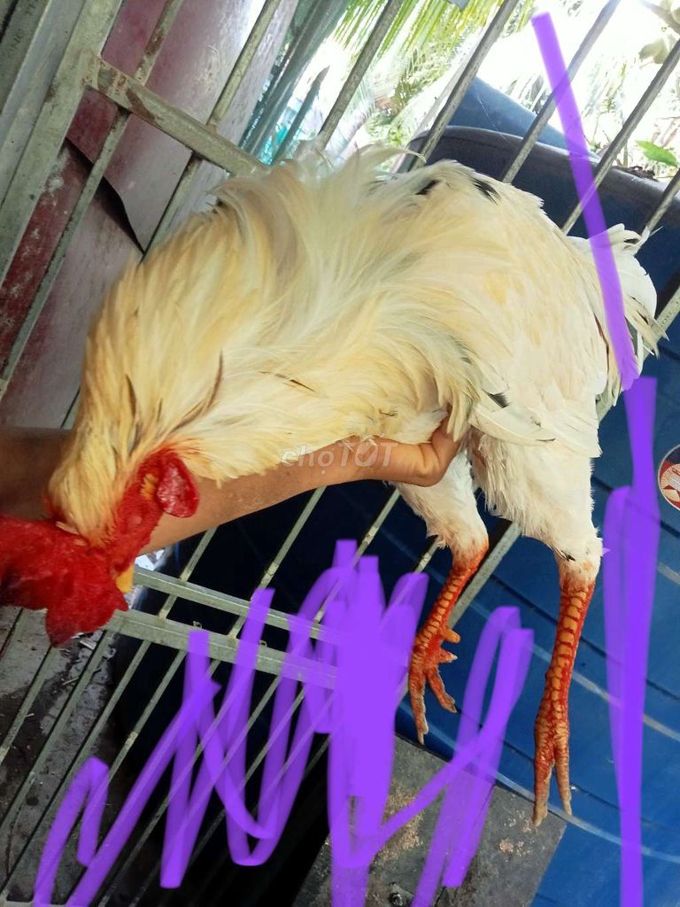 buom 3k3. Mua bán Gà tại Huyện Mỏ Cày Bắc Bến Tre được đăng bởi Thanh hung hình 1