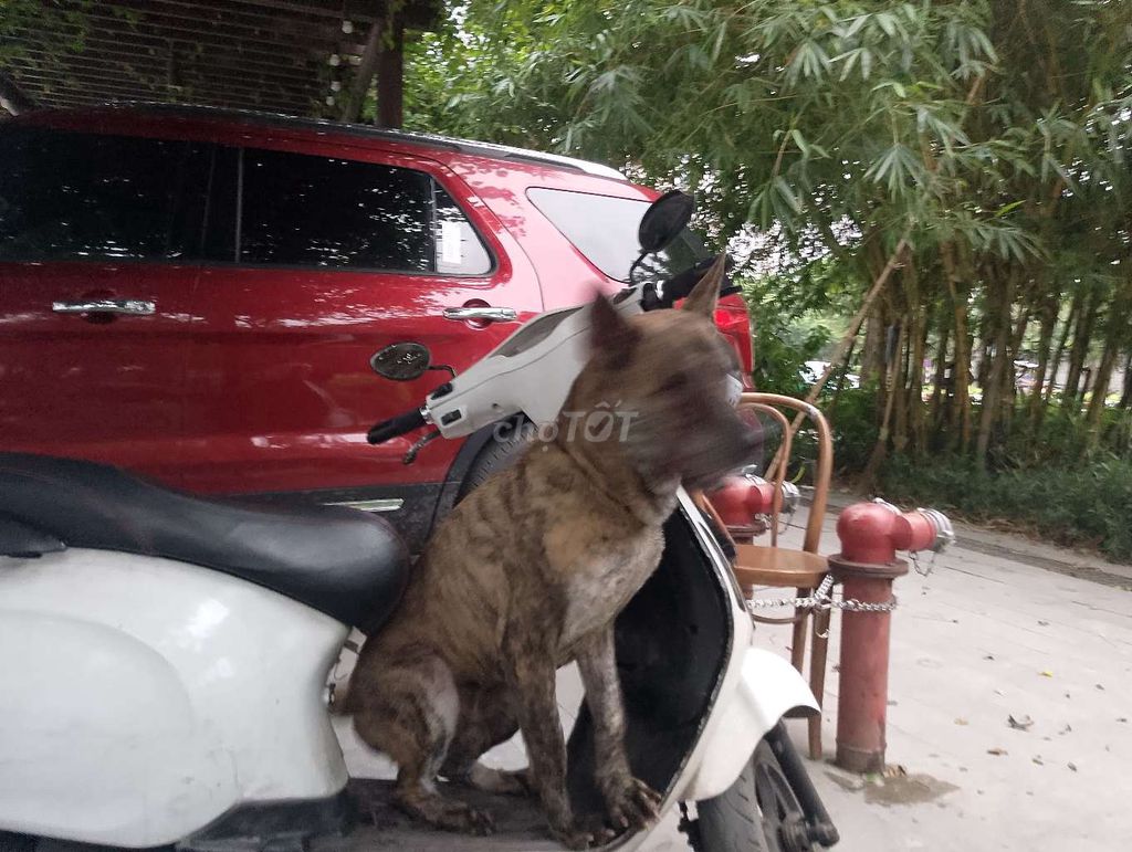 Chó Xoáy  đực giống. Mua bán Chó tại Quận Tây Hồ Hà Nội được đăng bởi HOANG ANH hình 1