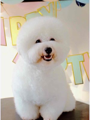 CHÓ BICHON THUẦN có sổ tiêm ngừa