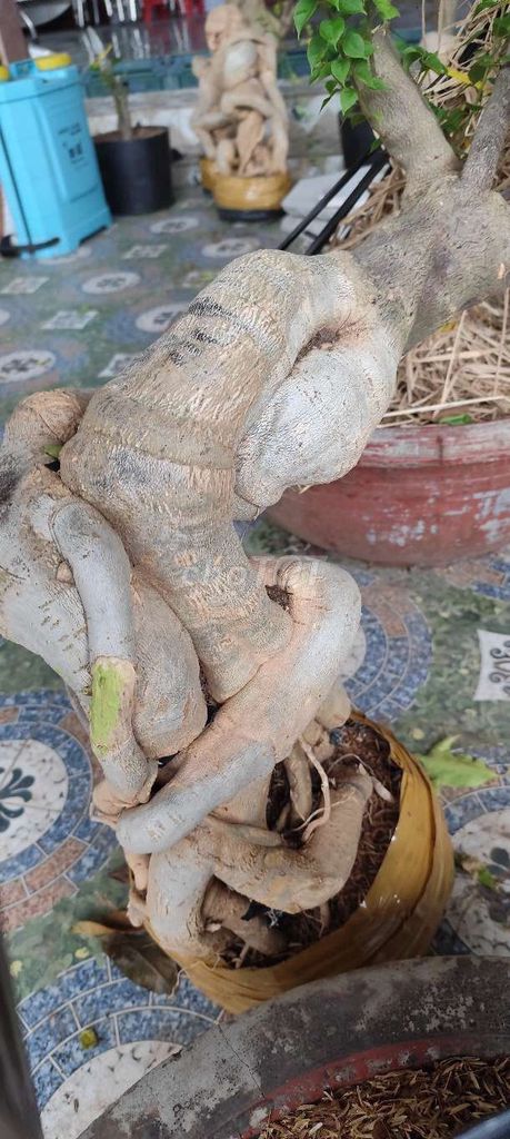 Cây cảnh Cây giấy mỹ dễ chăm sóc. Mua bán Cây cảnh, đồ trang trí tại Huyện Chợ Gạo Tiền Giang được đăng bởi Thì Chơi Thích hình 1