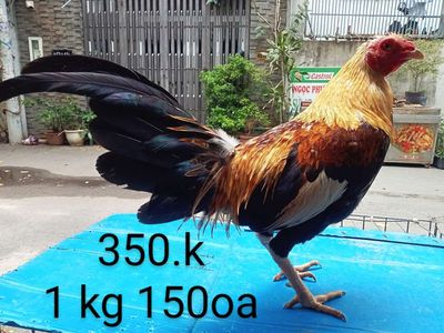 Chuối cắt 1 kg 150oa tơ zin. Mua bán Gà tại Quận Gò Vấp Tp Hồ Chí Minh được đăng bởi nam gà tre 