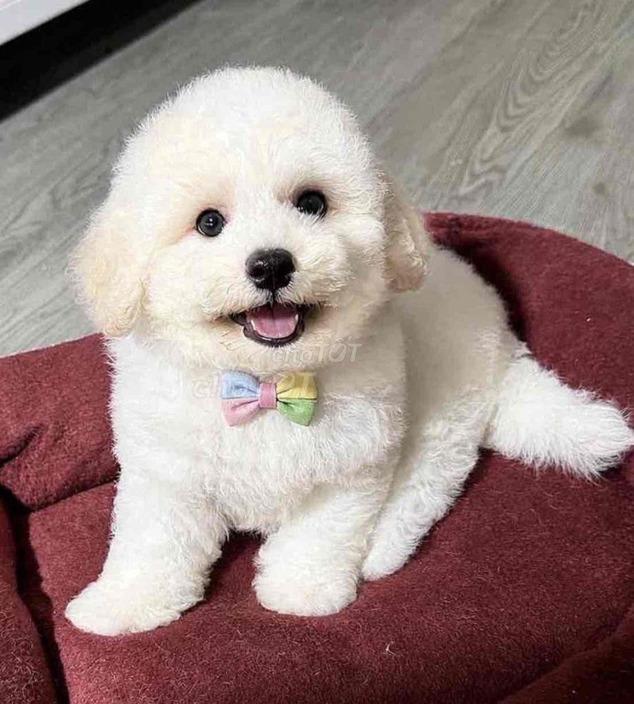 Chó Poodle. Mua bán Chó tại Huyện Quốc Oai Hà Nội được đăng bởi Cường Củ Cải hình 1