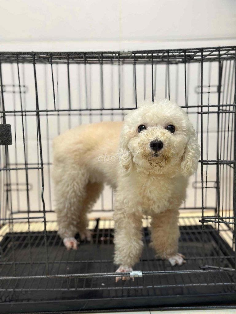 Poodle trắng kem đang lên giống phối được luôn