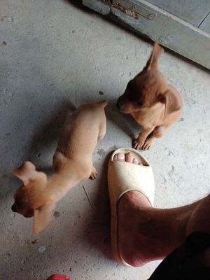 Chó Phốc hươu nâu 2 tháng tuổi