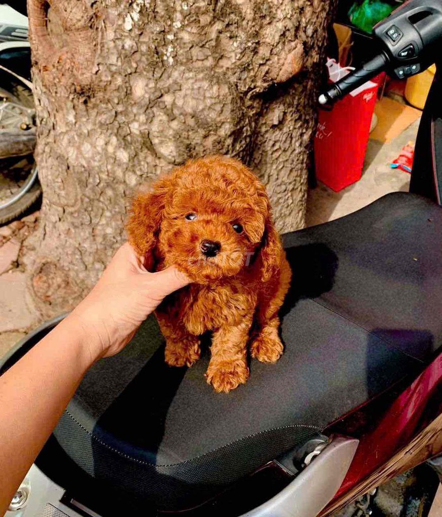 Chó Poodle Nhỏ Nâu đỏ Đã tiêm phòng. Mua bán Chó tại Thành phố Tân An Long An được đăng bởi Nguyễn Thị Huỳnh Mai hình 1