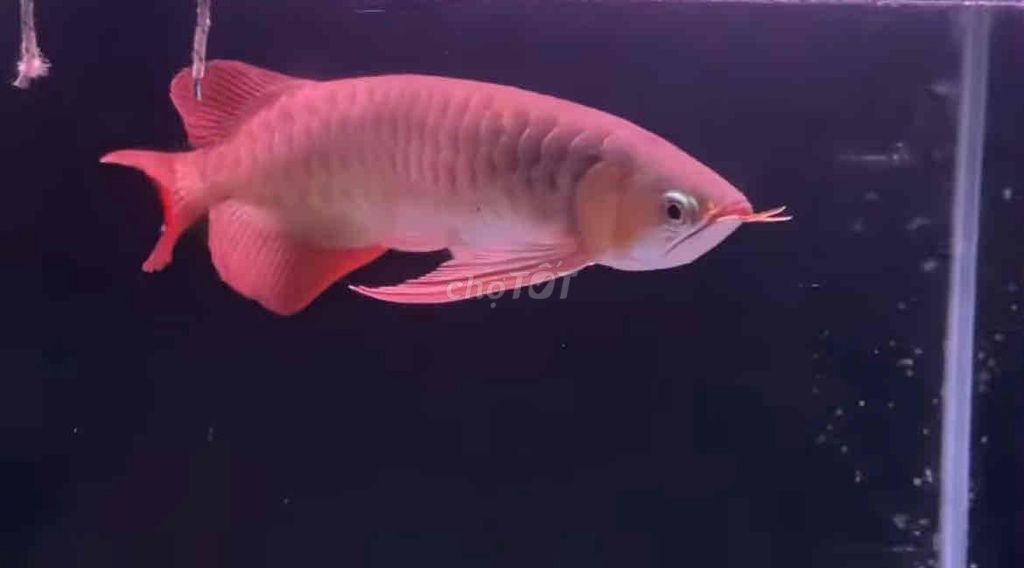 Cá Rồng Huyết Long Sepauk 39-40cm. Mua bán Thú cưng khác tại Huyện Châu Thành An Giang được đăng bởi DuyManh hình 1