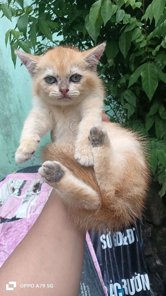 Mèo Golden Cái 2 tháng Vàng đã sổ giun. Mua bán Mèo tại Huyện Mang Thít Vĩnh Long được đăng bởi toan hình 1