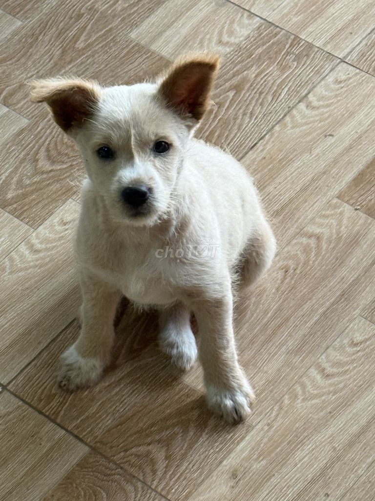 Chó lai (mẹ poodle+bố pug 4 tháng tuổi. Mua bán Chó tại Huyện Krông Búk Đắk Lắk được đăng bởi nguyễn lực hình 1