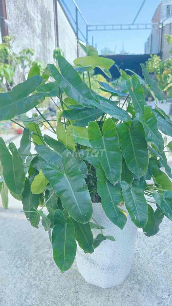 Cây cảnh Trầu bà tỷ phú chậu to. Mua bán Cây cảnh, đồ trang trí tại Huyện Bình Chánh Tp Hồ Chí Minh được đăng bởi shopmia hình 1