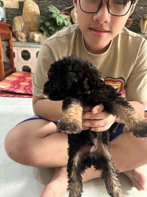 Poodle lai hơn 1 tháng tuổi; màu đen