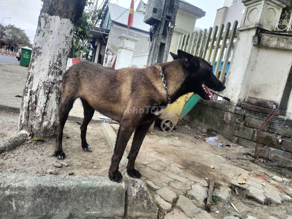 Béc bỉ cái