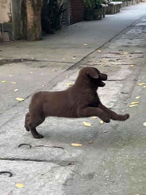 Chó đực màu Nâu